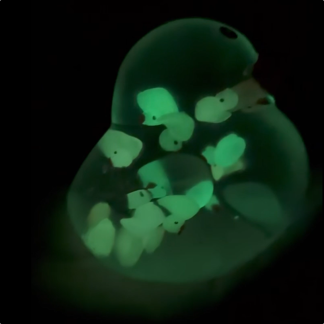 72Pack Glow in Dark Vaseline Filled No Rebound Duck Squishy Squeeze Toy-CNLCA